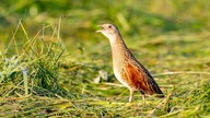 Ihre schönsten Gartenvögel