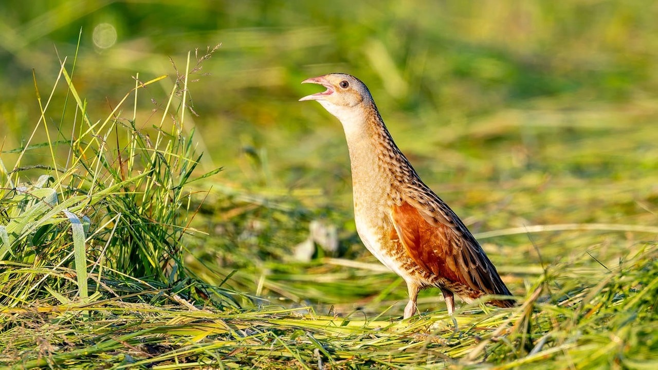 Ihre schönsten Gartenvögel
