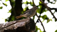 Ihre schönsten Gartenvögel