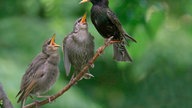 Ihre schönsten Gartenvögel