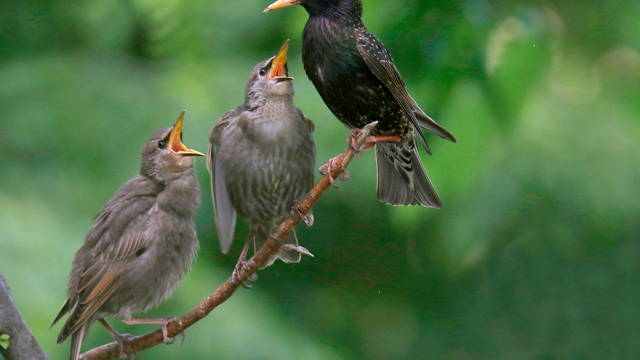 Ihre schönsten Gartenvögel