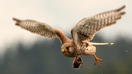 Ihre schönsten Gartenvögel