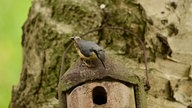 Ihre schönsten Gartenvögel
