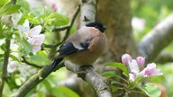Ihre schönsten Gartenvögel
