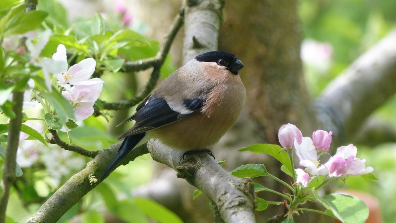 Ihre schönsten Gartenvögel