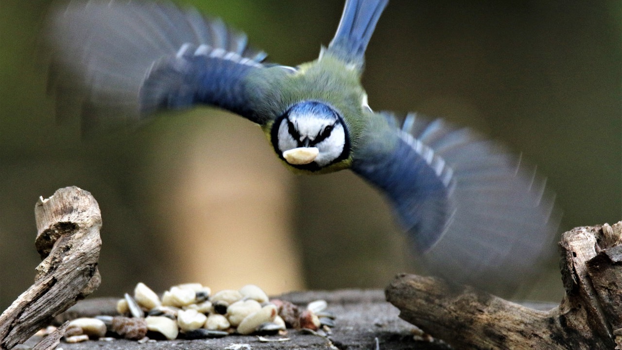 Ihre schönsten Gartenvögel