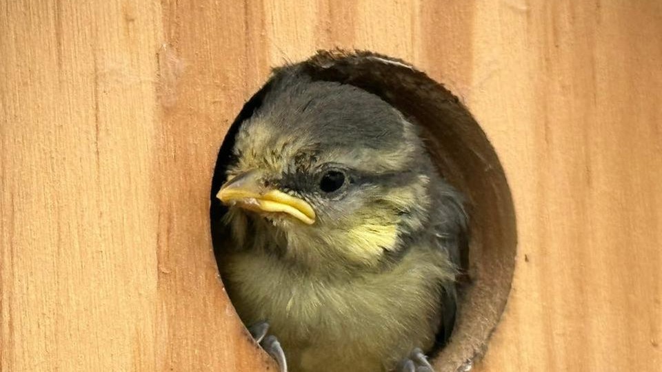 Gartenvögel