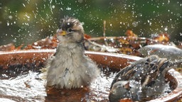 Haussperlinge baden in Vogeltränke