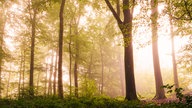 Waldspaziergang, lichtdurchfluteter Wald
