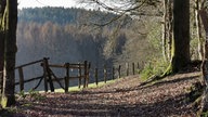 Ein Sonniger Waldweg