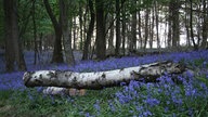 Bild Waldspaziergänge