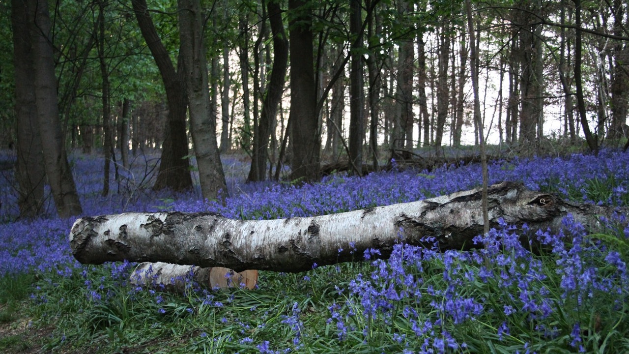 Bild Waldspaziergänge