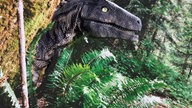Bild Waldspaziergänge