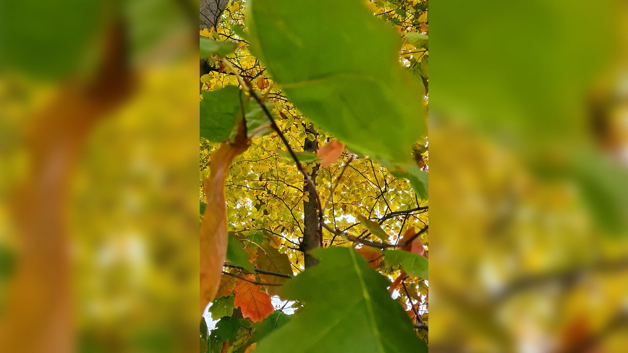 Bild Waldspaziergänge