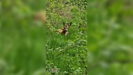 Bild Waldspaziergänge
