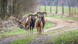 Bild Waldspaziergänge