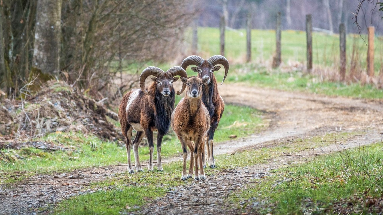 Bild Waldspaziergänge