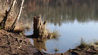 Bild Waldspaziergänge