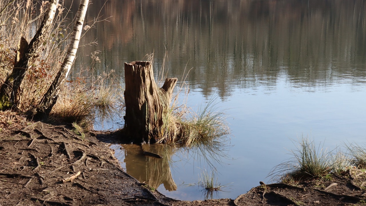 Bild Waldspaziergänge