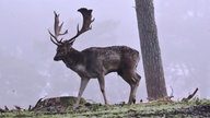 Bild Waldspaziergänge