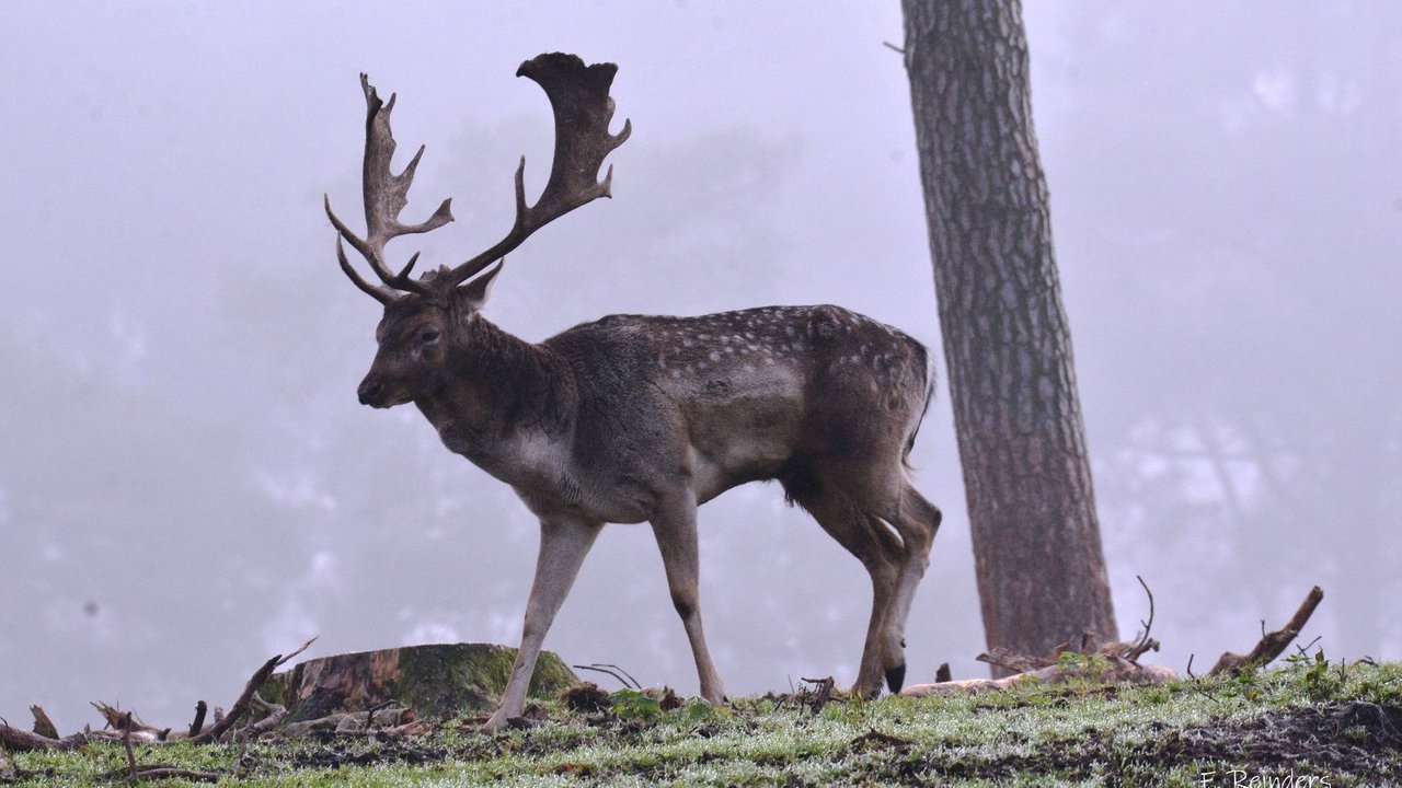 Bild Waldspaziergänge