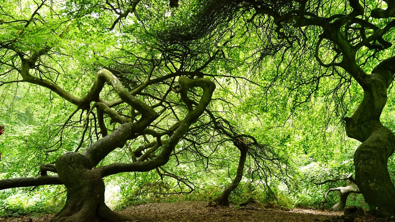 Bild Waldspaziergänge