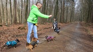 Bild Waldspaziergänge