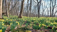 Bild Waldspaziergänge