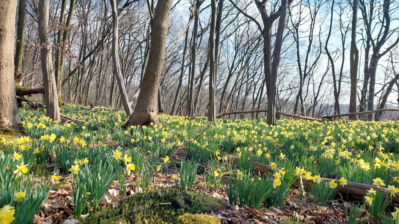 Bild Waldspaziergänge