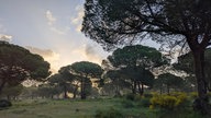 Waldspaziergang, Bäume