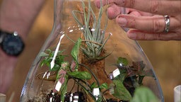 DIY-Wardian als geschlossener Flaschengarten