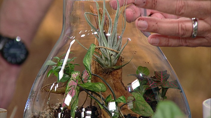 DIY-Wardian als geschlossener Flaschengarten