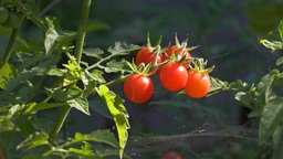 Fünf Wildtomaten der Sorte "rote Murmel" an einem Strauch. 