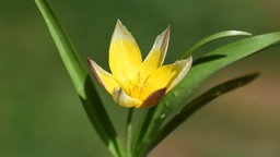Wildtulpe