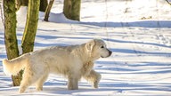 Winterspaziergang