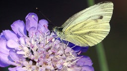 Witwenblume