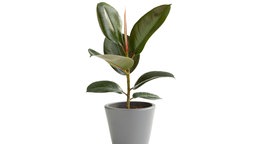 Gummibaum (Ficus elastica)