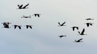 Zugvögel