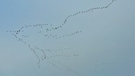 Zugvögel
