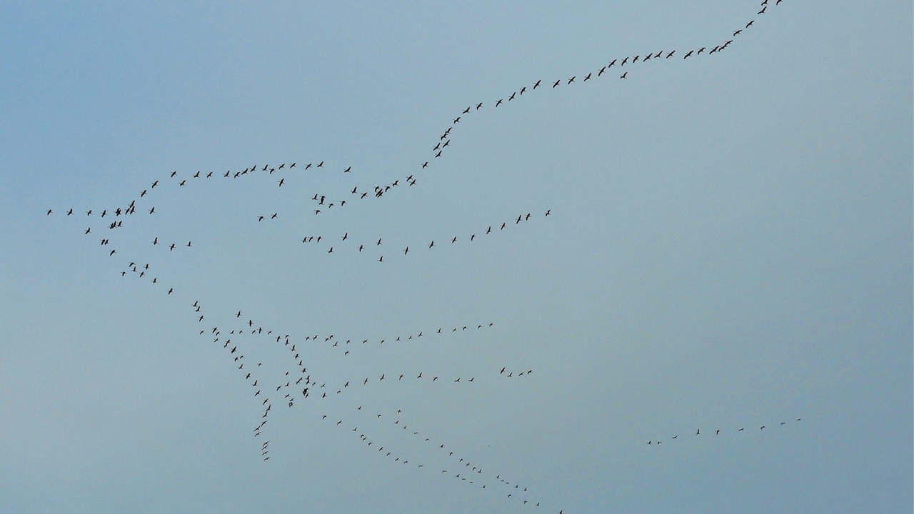 Zugvögel