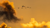 Zugvögel