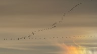 Zugvögel