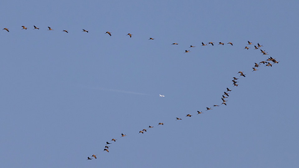 Zugvögel