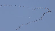 Zugvögel