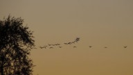 Zugvögel