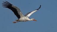 Zugvögel