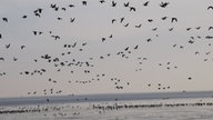 Zugvögel