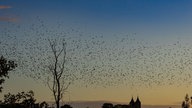 Zugvögel