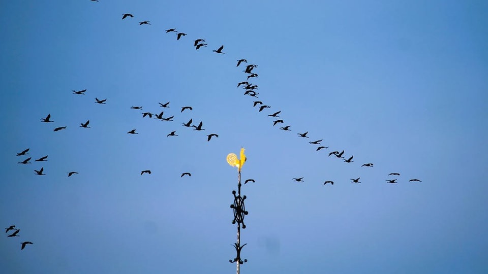 Zugvögel