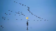 Zugvögel